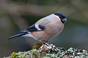 Bullfinch or Eurasian Bullfinch -Pyrrhula pyrrhula-, female feeding on sunflower seed Bullfinch or Eurasian Bullfinch -Pyrrhula pyrrhula-, female feeding on sunflower seed