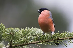 Bullfinch (Pyrrhula pyrrhula), sits on twig of a spruce, Emsland, Lower Saxony, Germany Bullfinch (Pyrrhula pyrrhula), sits on twig of a spruce, Emsland, Lower Saxony, Germany