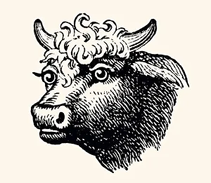 BULL'S HEAD (High resolution with lots of details) BULL'S HEAD (High resolution with lots of details)