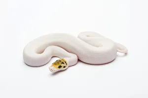 Bumble Bee Piebald Ball Python or Royal Python -Python regius-, female Bumble Bee Piebald Ball Python or Royal Python -Python regius-, female