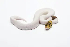 Ball Python Prints: Bumble Bee Piebald Ball Python or Royal Python -Python regius-, male
