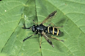 Bumblebee Hoverfly (Temnostoma bombylans) Bumblebee Hoverfly (Temnostoma bombylans)