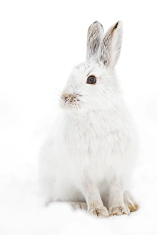 <b class=qtipBold><figcaption>Bunny Pose - Snowshoe hare</figcaption></b><br><em>© Jim Cumming</em> Bunny Pose - Snowshoe hare