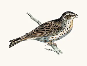 <b class=qtipBold><figcaption>Bunting bird</figcaption></b><br>A photograph of an original hand-colored engraving from The History of British Birds by Morris published in 1853-1891.<br><em>© mashuk</em> Bunting bird