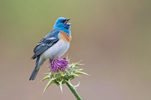 <b class=qtipBold><figcaption>Bunting Got Talent</figcaption></b><br>A male Lazuli Bunting singing his heart out on a cold Saturday morning.<br><em>© 2015 Phoo Chan</em> Bunting Got Talent
