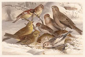 Buntings (Emberizidae), lithograph, published in 1882 Buntings (Emberizidae), lithograph, published in 1882