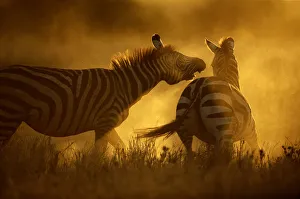 Two Burchells zebra (Equus burchelli) fighting Two Burchells zebra (Equus burchelli) fighting