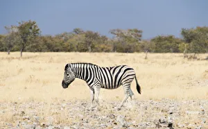 Burchells Zebra -Equus burchellii-, Etosha National Park, Namibia Burchells Zebra -Equus burchellii-, Etosha National Park, Namibia
