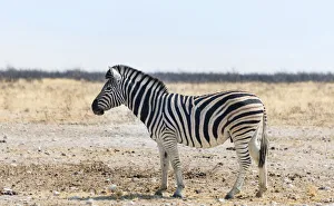 Burchell's Zebra -Equus burchellii- in the dry steppe, Etosha National Park, Namibia Burchell's Zebra -Equus burchellii- in the dry steppe, Etosha National Park, Namibia