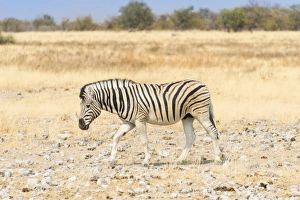 Burchells Zebra -Equus burchellii- walking through dry steppe, Etosha National Park Burchells Zebra -Equus burchellii- walking through dry steppe, Etosha National Park