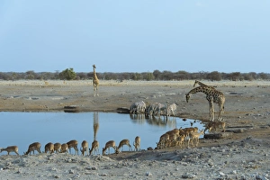 Burchells Zebra -Equus quagga burchellii-, Giraffes -Giraffa camelopardis- Blacked-faced Burchells Zebra -Equus quagga burchellii-, Giraffes -Giraffa camelopardis- Blacked-faced