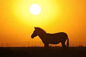 Burchells Zebra (Equus quagga burchellii) silhouetted by the sunrise Burchells Zebra (Equus quagga burchellii) silhouetted by the sunrise