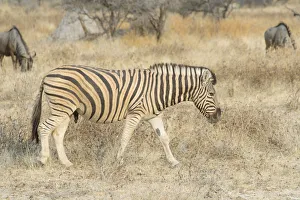 Burchells Zebra -Equus quagga burchellii- and Blue Wildebeest -Connochaetes taurinus Burchells Zebra -Equus quagga burchellii- and Blue Wildebeest -Connochaetes taurinus