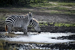 Lake Manyara Collection: Burchells Zebra -Equus quagga-, drinking from a waterhole, Lake Manyara National Park, Tanzania