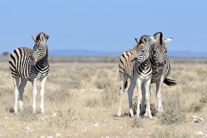 Burchells Zebra foals -Equus burchelli-, standing in dry grass, Etosha National Park Burchells Zebra foals -Equus burchelli-, standing in dry grass, Etosha National Park