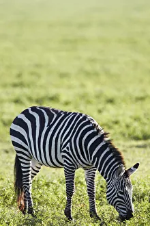Burchells Zebra or Plains Zebra -Equus quagga-, grazing, Ngorongoro Crater, Tanzania Burchells Zebra or Plains Zebra -Equus quagga-, grazing, Ngorongoro Crater, Tanzania