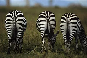 Images Dated 13th February 2006: Three Burchells zebras (Equus burchelli) eating grass, Kenya