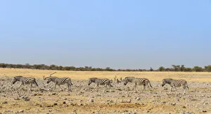 Burchells Zebras -Equus burchellii-, Etosha National Park, Namibia Burchells Zebras -Equus burchellii-, Etosha National Park, Namibia