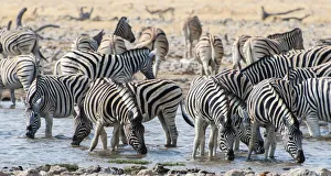 Burchells Zebras -Equus burchellii- drinking at a waterhole, Etosha National Park, Namibia Burchells Zebras -Equus burchellii- drinking at a waterhole, Etosha National Park, Namibia