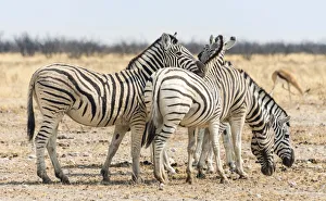 Burchell's Zebras -Equus burchellii- in the dry steppe, Etosha National Park, Namibia Burchell's Zebras -Equus burchellii- in the dry steppe, Etosha National Park, Namibia
