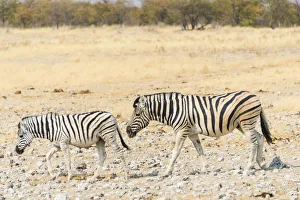 Two Burchells Zebras -Equus burchellii- walking through dry steppe, Etosha National Park Two Burchells Zebras -Equus burchellii- walking through dry steppe, Etosha National Park