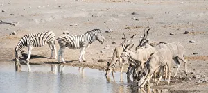 Burchells zebras -Equus quagga burchelli- and Greater kudus -Tragelaphus strepsiceros Burchells zebras -Equus quagga burchelli- and Greater kudus -Tragelaphus strepsiceros