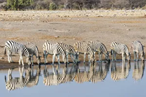 Burchells Zebras -Equus quagga burchellii-, reflection of herd whilst drinking at Burchells Zebras -Equus quagga burchellii-, reflection of herd whilst drinking at