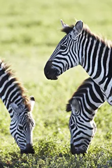 Burchells Zebras or Plains Zebras -Equus quagga-, Ngorongoro Crater, Tanzania, Africa Burchells Zebras or Plains Zebras -Equus quagga-, Ngorongoro Crater, Tanzania, Africa
