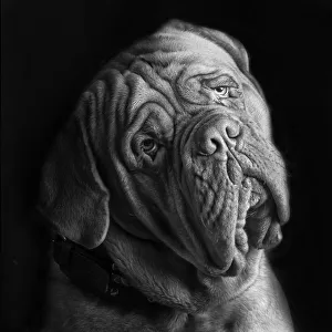 <b class=qtipBold><figcaption>Burdeos</figcaption></b><br>Dogo de Burdeos studio portrait<br><em>© JAvierSEnosiain</em> Burdeos
