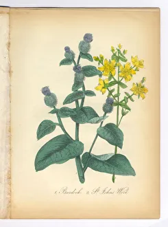 Burdock and St. Johns Wort Victorian Botanical Illustration Burdock and St. Johns Wort Victorian Botanical Illustration