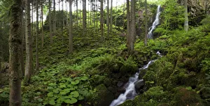 Burgbach Waterfall near Schapbach in the Black Forest, Baden-Wuerttemberg, Germany, Europe Burgbach Waterfall near Schapbach in the Black Forest, Baden-Wuerttemberg, Germany, Europe