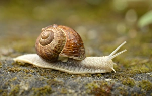 Burgundy Snail or Edible Snail -Helix pomatia-, Baden-Wurttemberg, Germany Burgundy Snail or Edible Snail -Helix pomatia-, Baden-Wurttemberg, Germany