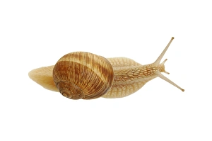 Burgundy snail, Roman snail (Helix pomatia) Burgundy snail, Roman snail (Helix pomatia)
