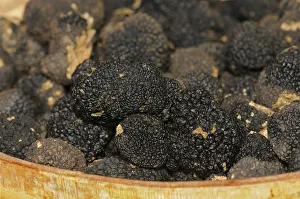 Burgundy Truffles -Tuber uncinatum- in basket, Switzerland, Europe Burgundy Truffles -Tuber uncinatum- in basket, Switzerland, Europe