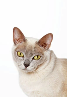 Burmese Collection: Burmese cat, portrait