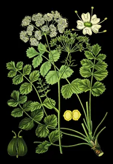 burnet-saxifrage, solidstem burnet saxifrage, lesser burnet burnet-saxifrage, solidstem burnet saxifrage, lesser burnet
