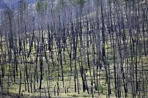 Burnt trees after a forest fire, Barriere, British Columbia, Canada