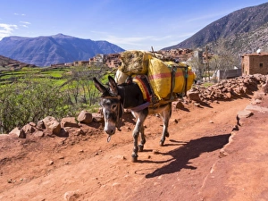 Burro or pack mule carrying a heavy load on a path in the Atlas Mountains, mud-brick village of Anammer at the back, Ourika Valley, Marrakech-Tensift-Al Haouz, Morocco Burro or pack mule carrying a heavy load on a path in the Atlas Mountains, mud-brick village of Anammer at the back, Ourika Valley, Marrakech-Tensift-Al Haouz, Morocco