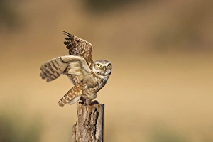 <b class=qtipBold><figcaption>Burrowing Owl</figcaption></b><br>A Burrowing Owl striking a pose.<br><em>© Phoo Chan</em> Burrowing Owl
