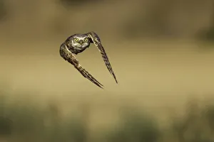 <b class=qtipBold><figcaption>Burrowing Owl</figcaption></b><br>A Burrowing Owl in flight.<br><em>© Phoo Chan</em> Burrowing Owl