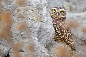 <b class=qtipBold><figcaption>Burrowing Owl</figcaption></b><br>Burrowing Owl looking at camera.<br><em>© Phoo Chan</em> Burrowing Owl