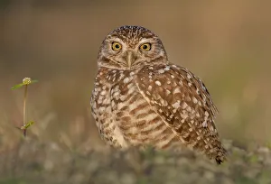 <b class=qtipBold><figcaption>Burrowing owl at sunset</figcaption></b><br>Russell Burden, 855227242<br><em>© Russell Burden</em> Burrowing owl at sunset