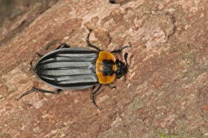 Burying beetle or Carrion beetle -Oxelytrum discicolle-, -Silphidae-, Tandayapa region Burying beetle or Carrion beetle -Oxelytrum discicolle-, -Silphidae-, Tandayapa region