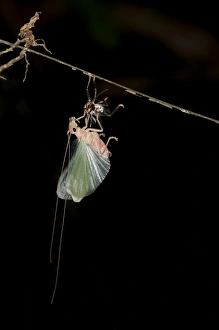 Bush cricket or Katydid -Tettigoniidae- moulting, Tiputini, rainforest Bush cricket or Katydid -Tettigoniidae- moulting, Tiputini, rainforest