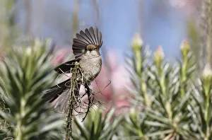 <b class=qtipBold><figcaption>Bush Tit with spread wing</figcaption></b><br>Little Bush Tit (Psaltriparus minimus) perched upon branch with pastel-colored background created by the sky and pink blossoms trees at Huntington Central Park.<br><em>© 2010-2011 Susan Gary</em> Bush Tit with spread wing