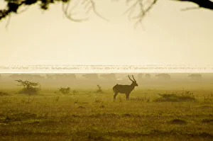 Bushbuck, Cape Buffalo and Flamingos in Silhouette Bushbuck, Cape Buffalo and Flamingos in Silhouette