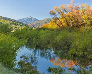 Bushes reflected in stream in Wasatch Cache National Forest, Utah, USA Bushes reflected in stream in Wasatch Cache National Forest, Utah, USA