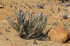 Bushmans Candle -Sarcocaulon sp.-, Goegap Nature Reserve, Namaqualand, South Africa Bushmans Candle -Sarcocaulon sp.-, Goegap Nature Reserve, Namaqualand, South Africa