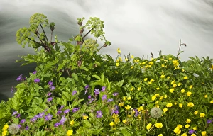 Buttercups -Ranunculus acris- and Meadow Cranesbill -Geranium pratense- at a torrent Buttercups -Ranunculus acris- and Meadow Cranesbill -Geranium pratense- at a torrent