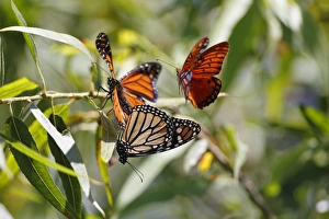 <b class=qtipBold><figcaption>Three butterflies</figcaption></b><br>Two Monarch butterflies dangling together while Gulf fritillary butterfly.<br><em>© 2010-2011 Susan Gary</em> Three butterflies